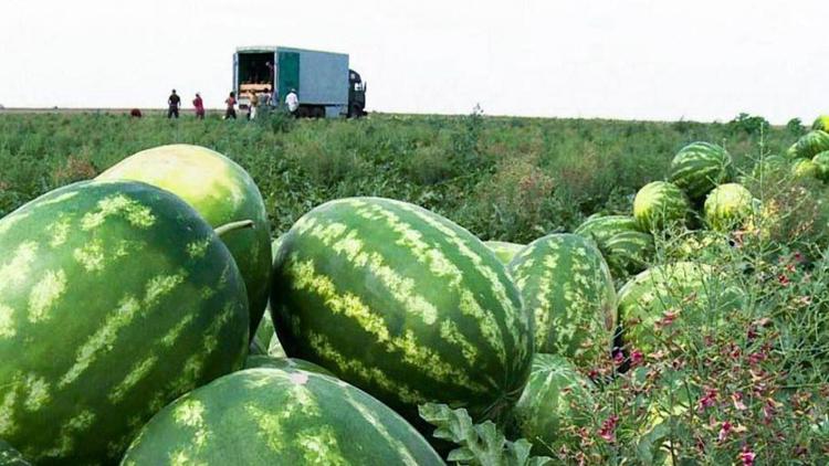 Аграрии Ставрополья приступили к уборке бахчевых культур