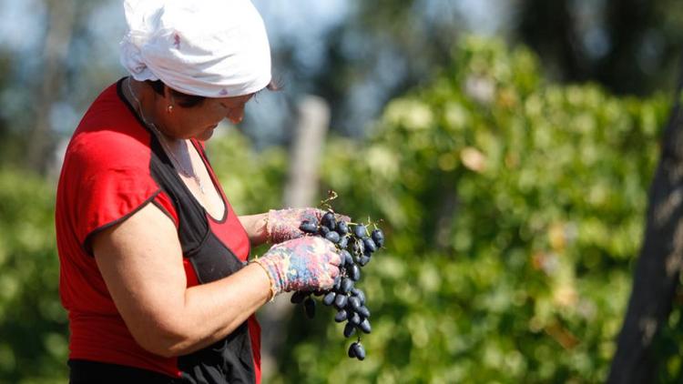 На Ставрополье началась осенняя закладка виноградников