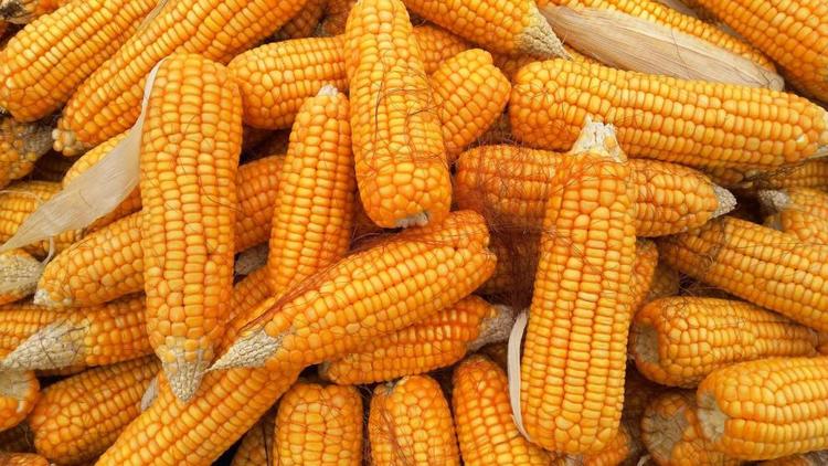 Губернатор Ставрополья: Хороший урожай кукурузы позволили собрать современные технологии орошения