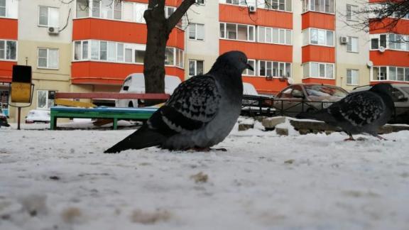 Режим повышенной готовности введён на Ставрополье из-за сильного ветра