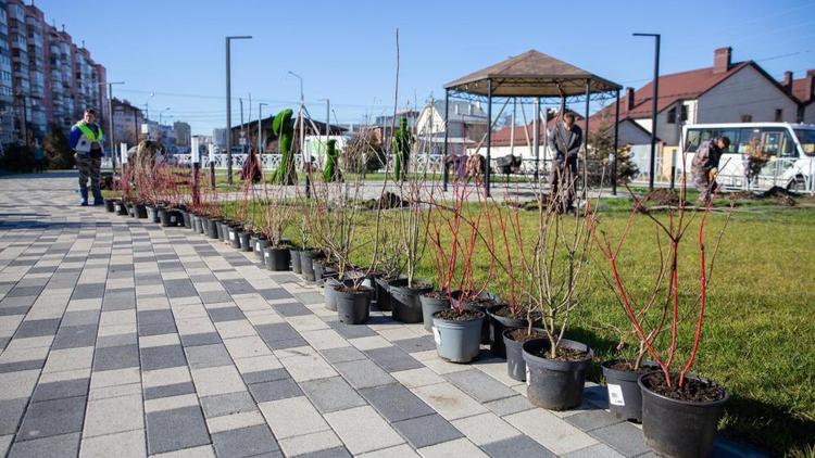 В Ставрополе высадили около 80 молодых деревьев 