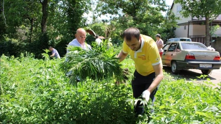 В Кисловодске уничтожают незаконные посевы мака и конопли