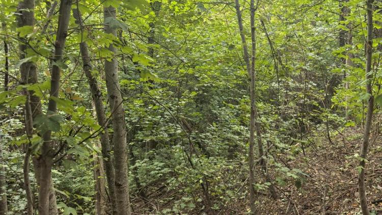 В Ставрополе благоустроят территорию возле родника в Таманском лесу