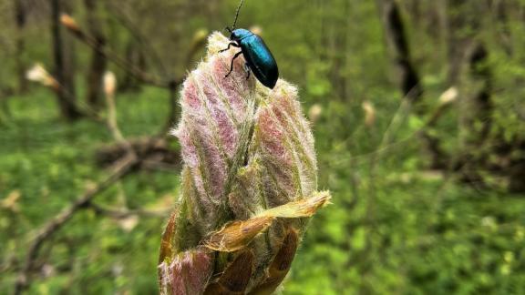 В Кочубеевском округе высадят зеленый клен в рамках реализации экологического проекта