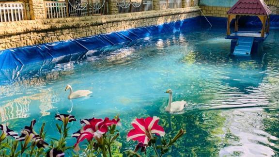 Лебеди из Центрального парка на самоизоляции остаются вместе