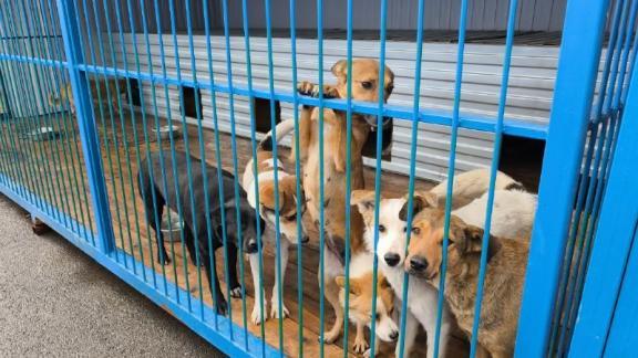 В Георгиевском округе проверили содержание бездомных собак