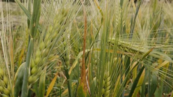 Всё больше сельхозпредприятий на Ставрополье используют возможности агрострахования