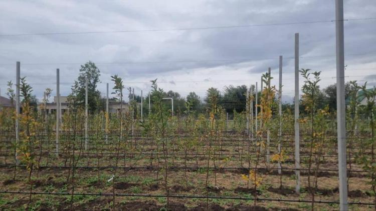 На Ставрополье на суперинтенсивные школьные сады выделено более 31 млн рублей