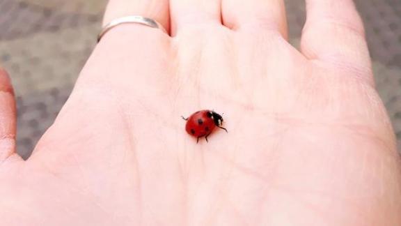 В Ставрополе поймали «новогоднюю» божью коровку