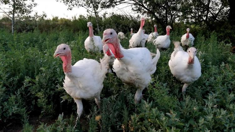 Доля ставропольского мяса птицы в общероссийской корзине достигла 6%