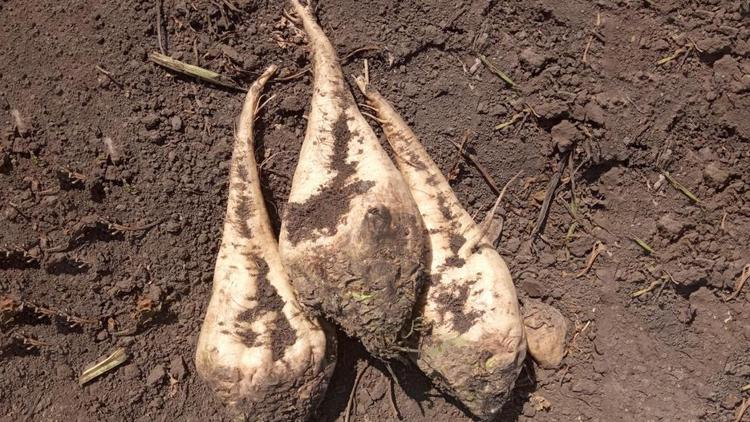 Ставрополье снижает зависимость агропрома от импортных семян