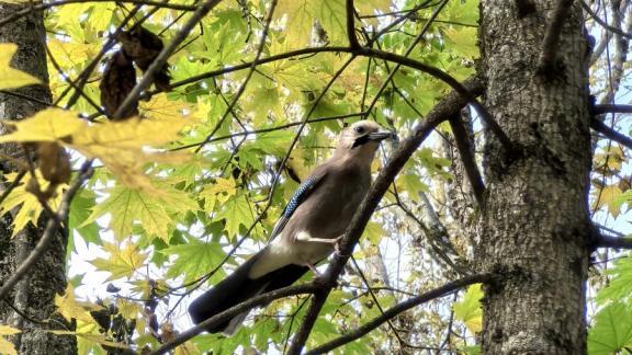 На Ставрополье для диких животных обустраивают подкормочные площадки