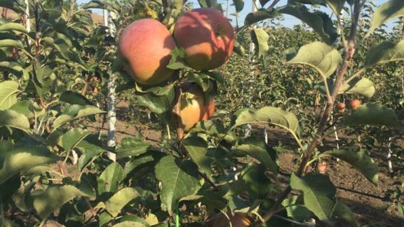 На Ставрополье участники программы по закладке садов в ЛПХ собирают урожай яблок