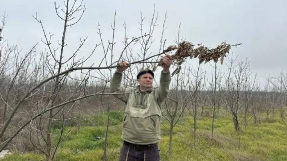 В лесхозах Ставрополья завершилась кампания по заготовке семян лесных растений
