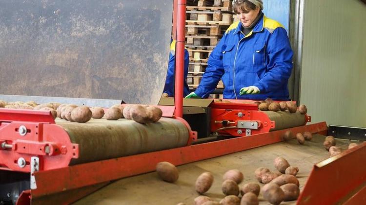 Производство картофеля на Ставрополье увеличилось
