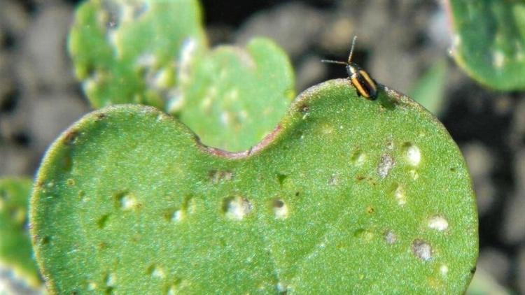 На Ставрополье обработали поля рапса от вредителей