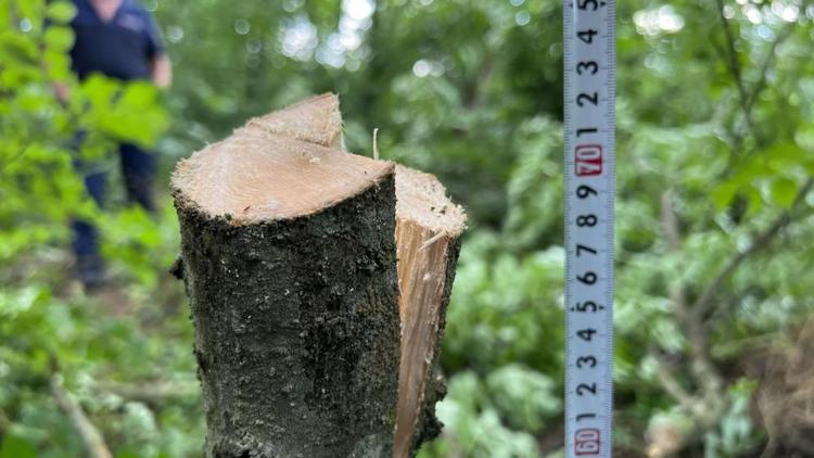 Транспортные полицейские на Ставрополье присекли незаконную рубку деревьев