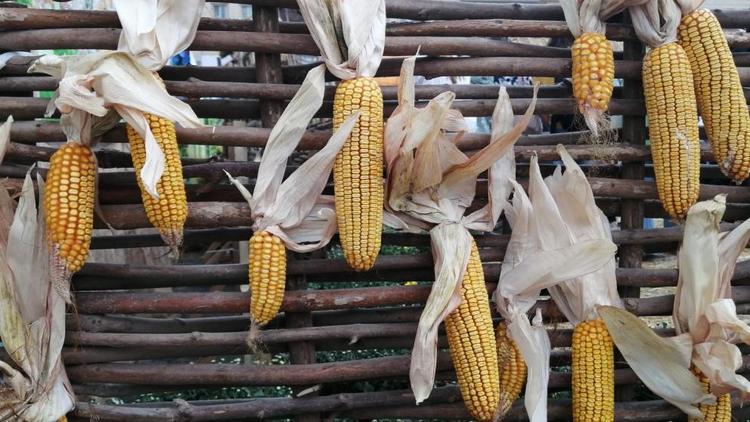 Тысячу гектаров кукурузы убрали в Минераловодском округе