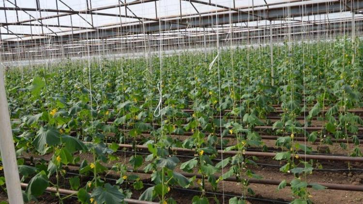 Аграрии Ставрополья на 8 процентов увеличили производство тепличных овощей