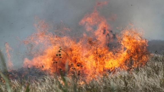 Ставрополье вошло в 14 регионов, не допустивших лесных пожаров в 2023 году