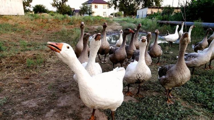 В нескольких округах Ставрополья отменен карантин по птичьему гриппу