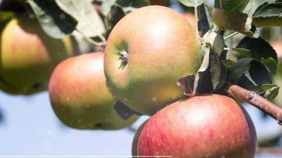 В Изобильненском округе Ставрополья подвели итоги яблочного сезона