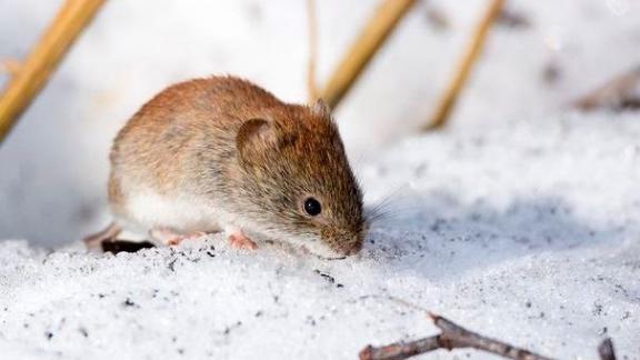 Восемь округов Ставрополья получили препарат против мышевидных грызунов