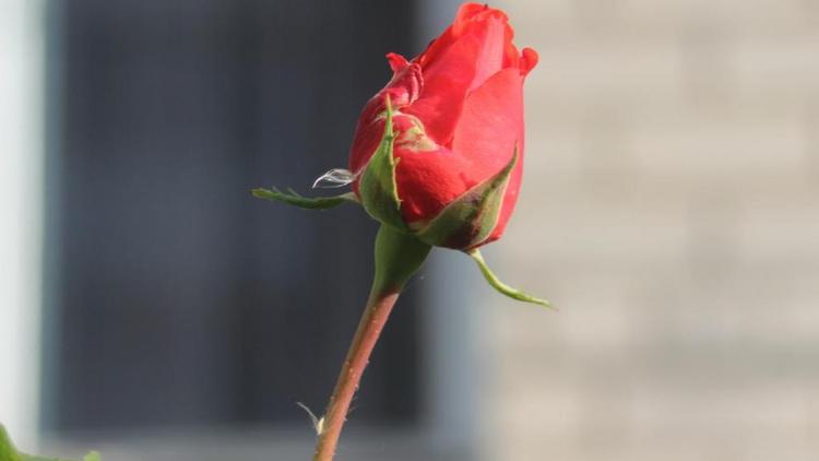 В преддверии зимы в Невинномысске отмечают массовое цветение роз