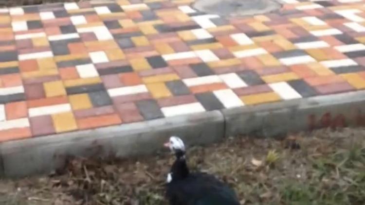 Жители Ставрополя спорят в соцсетях о породе потерявшейся утки