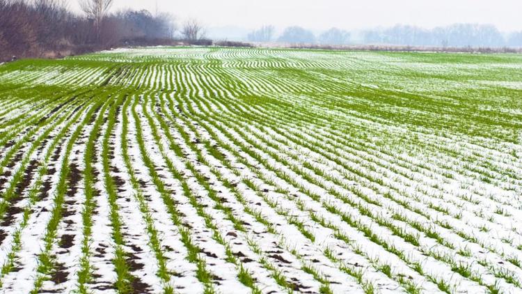 Выпавший снег и морозы не повредили на Ставрополье посевы озимых зерновых культур