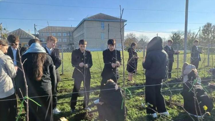 В школе № 4 посёлка имени Кирова заложили суперинтенсивный яблоневый сад