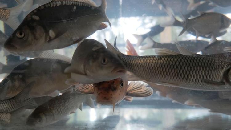 На Ставрополье изъяли 67 партий некачественной рыбы в 2019 году