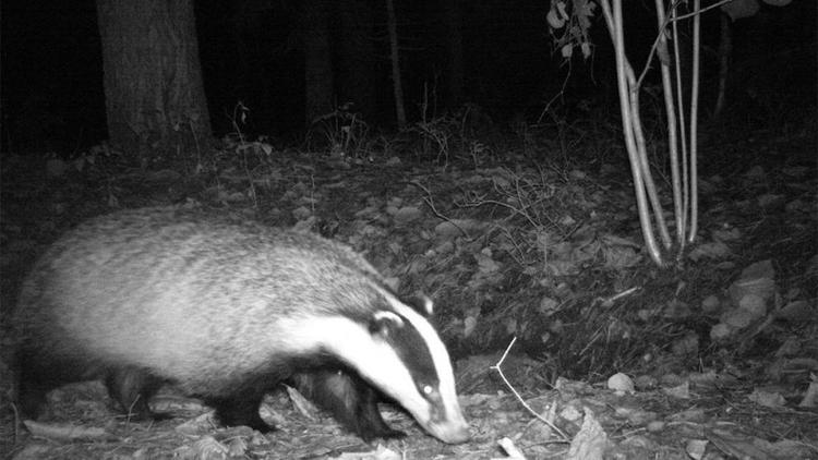 Фотоловушки зафиксировали на Ставрополье редкого в регионе зверька