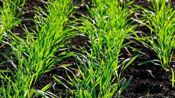 В Изобильненском округе осадки способствовали росту озимых