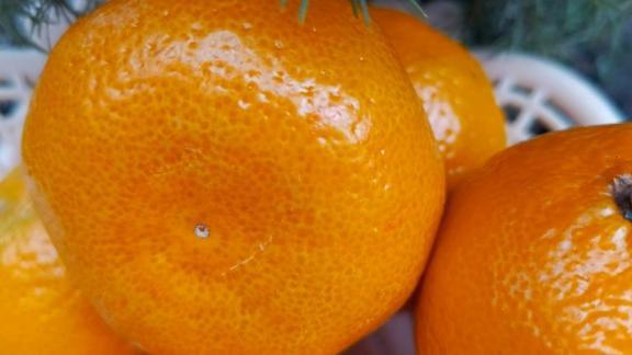 Традиционный «Мандариновый забег» пройдёт в Невинномысске