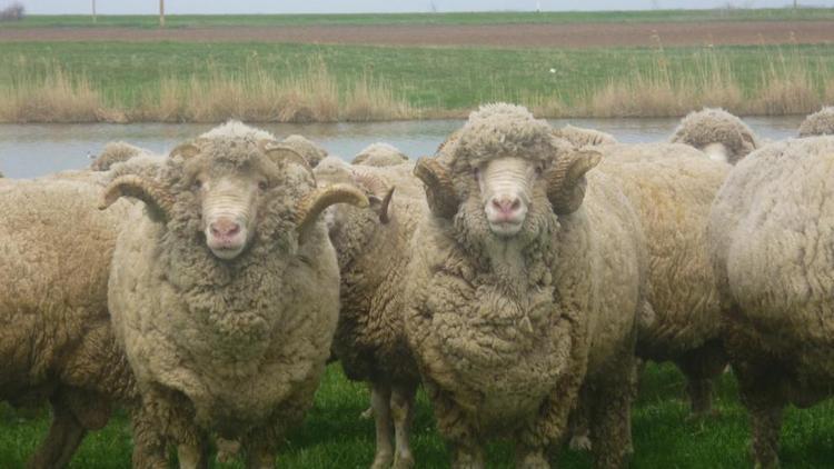 Сельскохозживотные Апанасенковского округа проходят зимовку успешно