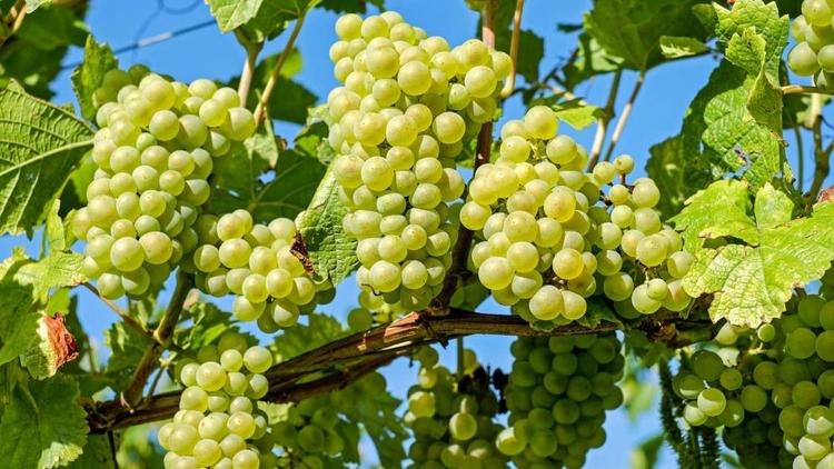 Аграрии Левокумского округа Ставрополья продолжают уборку винограда