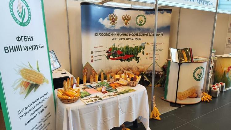 Ученые Всероссийского НИИ кукурузы, что в Пятигорске, вывели новый гибрид кукурузы