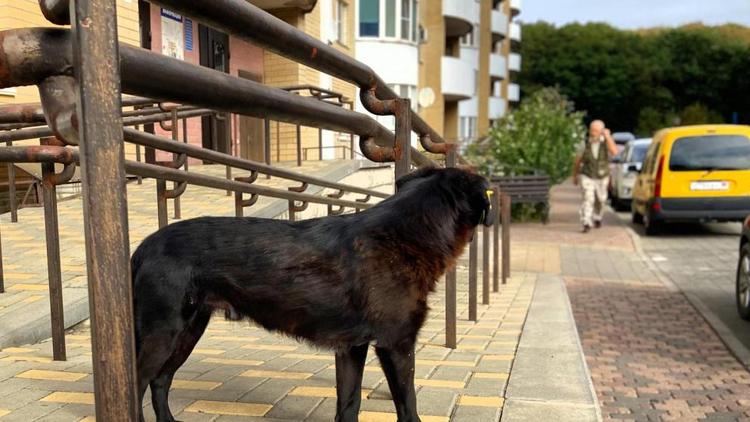 Части тела погибшей собаки нашли в Курортном парке Ессентуков