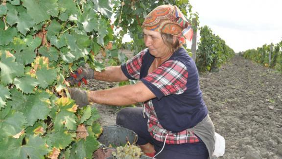 Как проходит уборка винограда в ЗАО СХП «Виноградное» Буденновского района