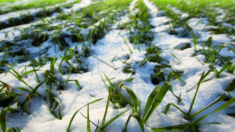 Выпавший снег благоприятно повлиял на состояние озимых Ставрополья