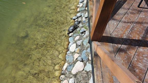 Домики для черепах обустроят на Курортном озере Железноводска