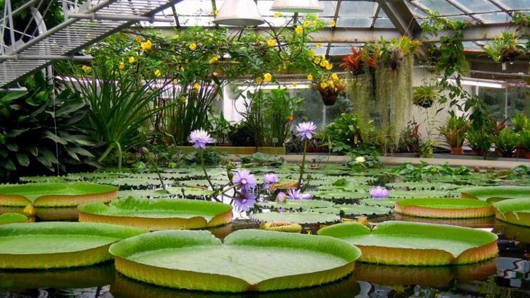 Ставропольский ботанический сад может оказаться под угрозой закрытия