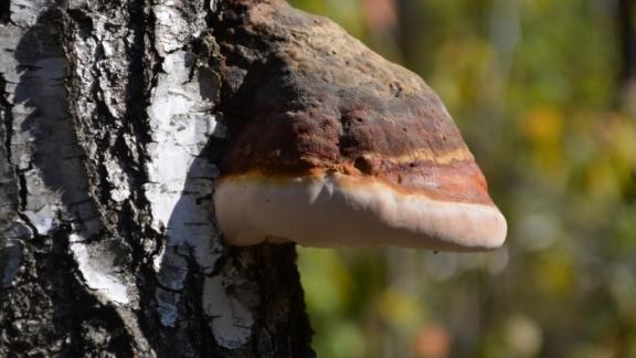 Россельхозцентр Ставрополья советует заготавливать чагу, или березовый гриб уже в марте