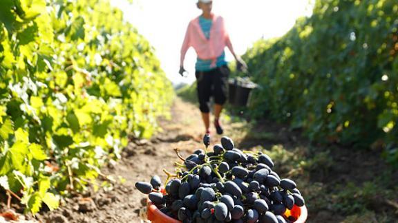 В Ставропольском крае собрали свыше 45 тысяч тонн винограда