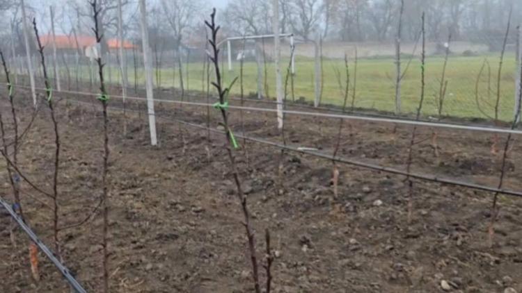 Школьный сад на 500 яблонь заложили в станице Маринской