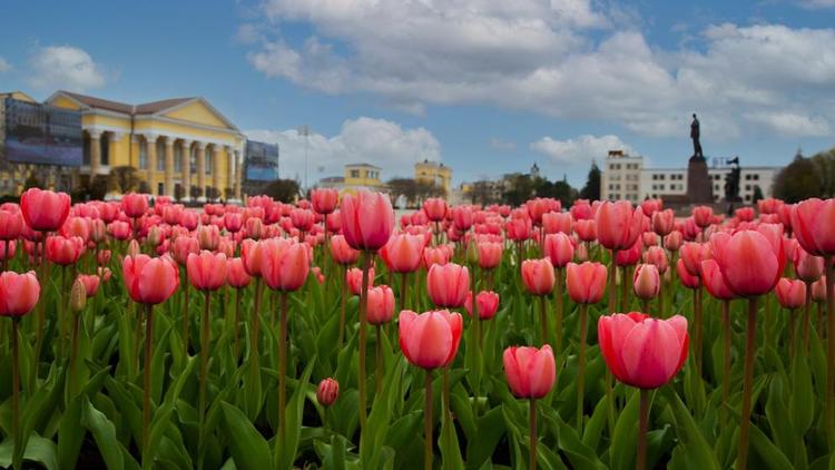 Около 750 тысяч цветов высадили в Ставрополе в 2023 году